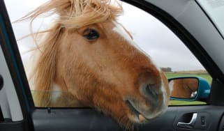 Horse car window