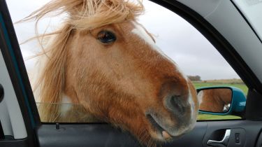 Horse car window