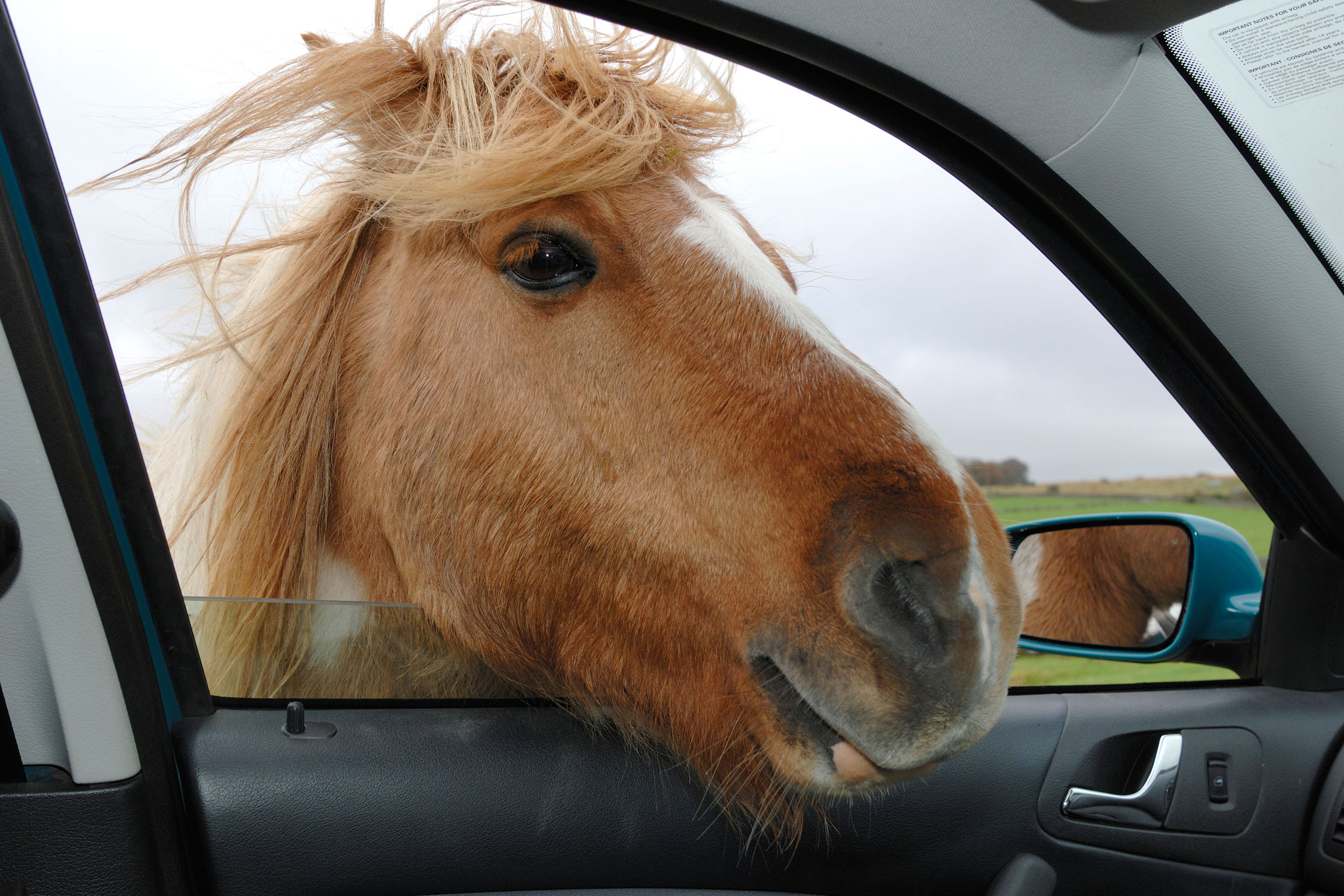 Horses licked my car's paint off! Animals costing car insurers £1m a