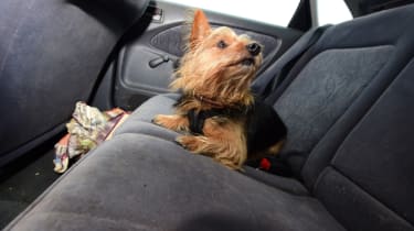 Used Toyota Avensis dog on back seats