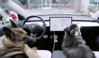 Tesla dog mode