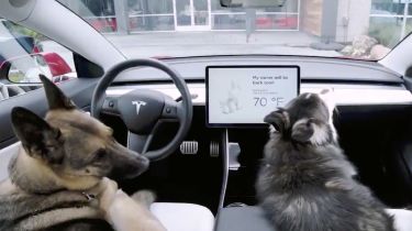 Tesla dog mode