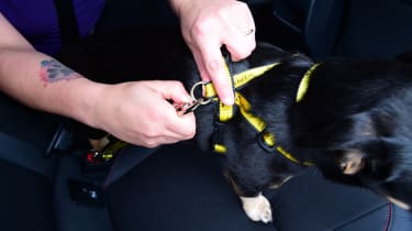 A dog being fitted with a harness