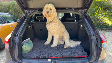 Audi Q4 e-tron final report: dog in boot
