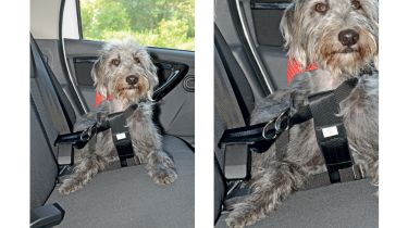 Halfords Medium Dog Car Harness