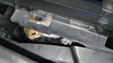 Squirrel trapped in car engine