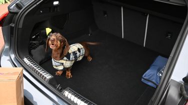 Auto Express Vice President Content &amp; Publishing Sarah Perks' dog Amos sitting in the Audi A5 Avant's boot