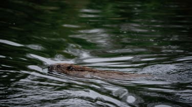 Beaver rewilding in a Citroen Ami 10