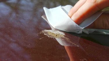 10 Simple Tips to Remove Bird Poop Stains From Your Car