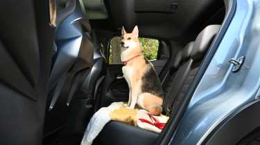 Alfa Romeo Junior Elettrica Veloce - rear seats with a dog
