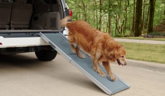 car dog ramp