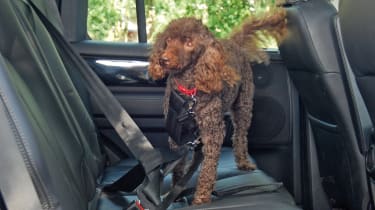 Pets at Home Car Safety Harness