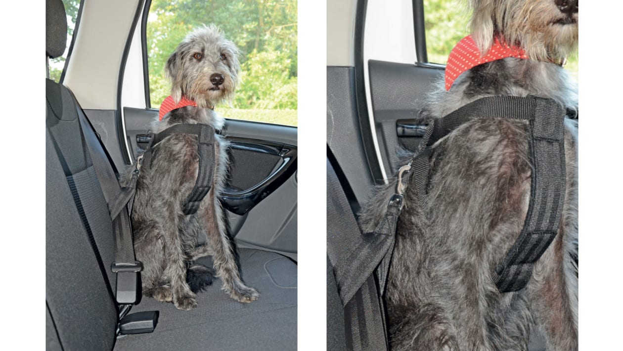 pet gear dog seat belt