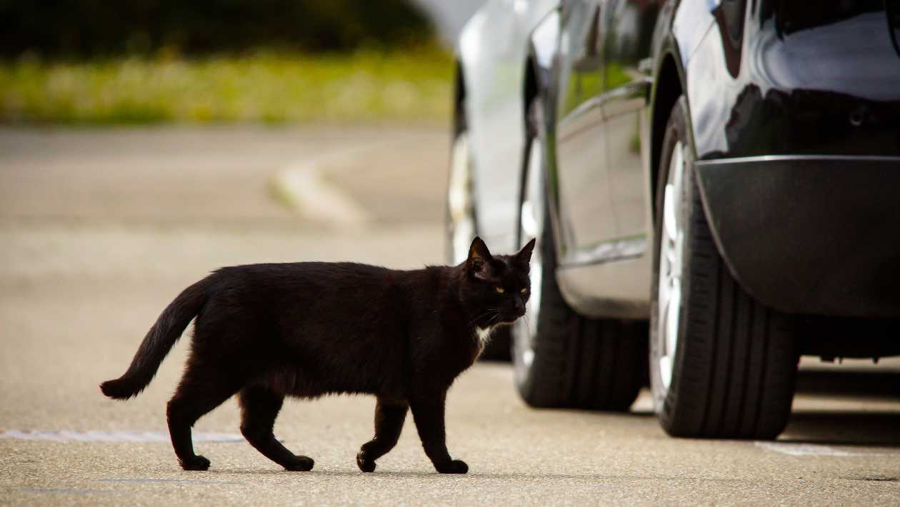 Government won’t make drivers report car-on-cat collisions, despite petition | Auto Express