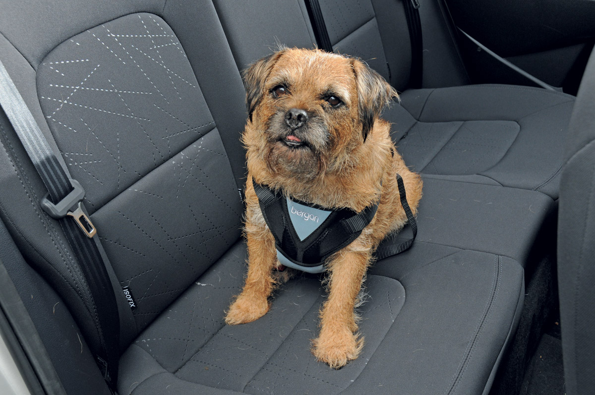 bergan dog car seat
