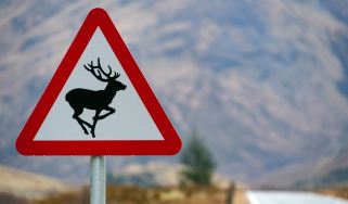 Deer warning sign