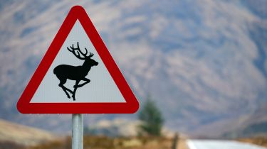 Deer warning sign