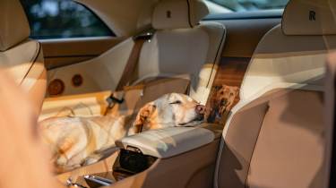 Rolls-Royce Spectre Bailey - dog
