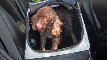 universal dog guard halfords
