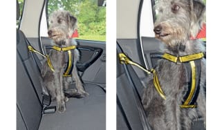 Dogs trust car harness