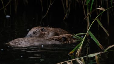 Beaver rewilding in a Citroen Ami 12