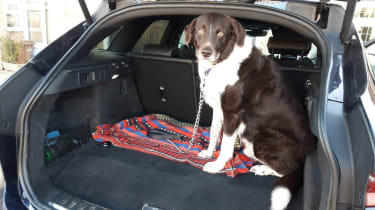 Jaguar F-Pace PHEV - dog in boot