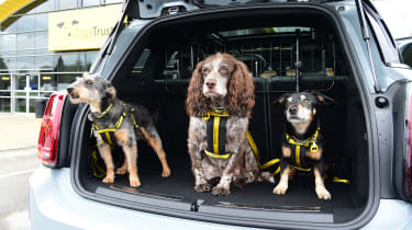 Three dogs in a car boot